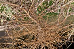 Annual trampweed